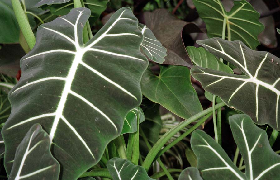 Cara-de-cavalo (Alocasia sp.)  Plantas, Idéias de jardinagem