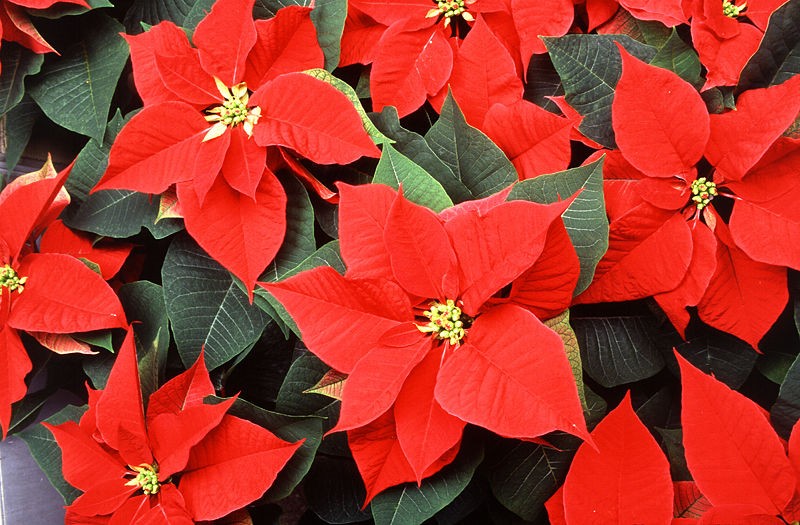 Plantas para decoração: poinsettia ou flor de Natal